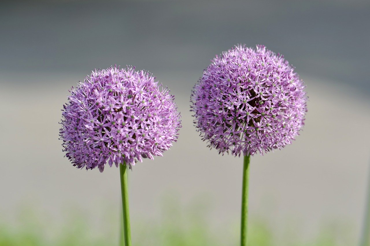 allium-guide_2