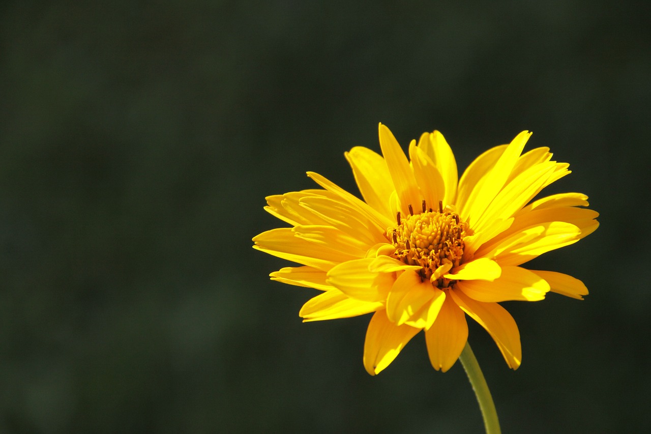 arnica-growing-tips_1