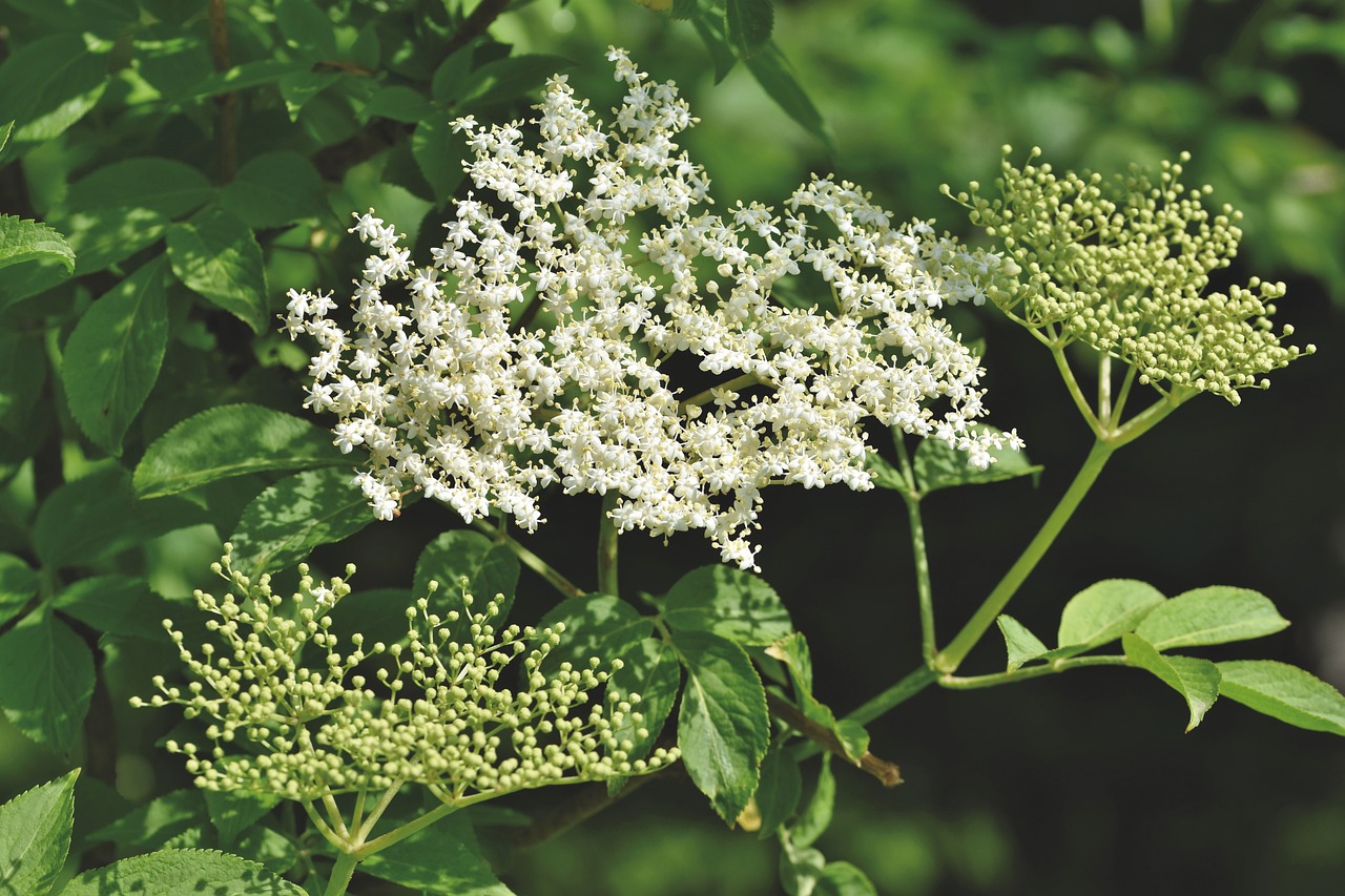 elderflower-guide_2