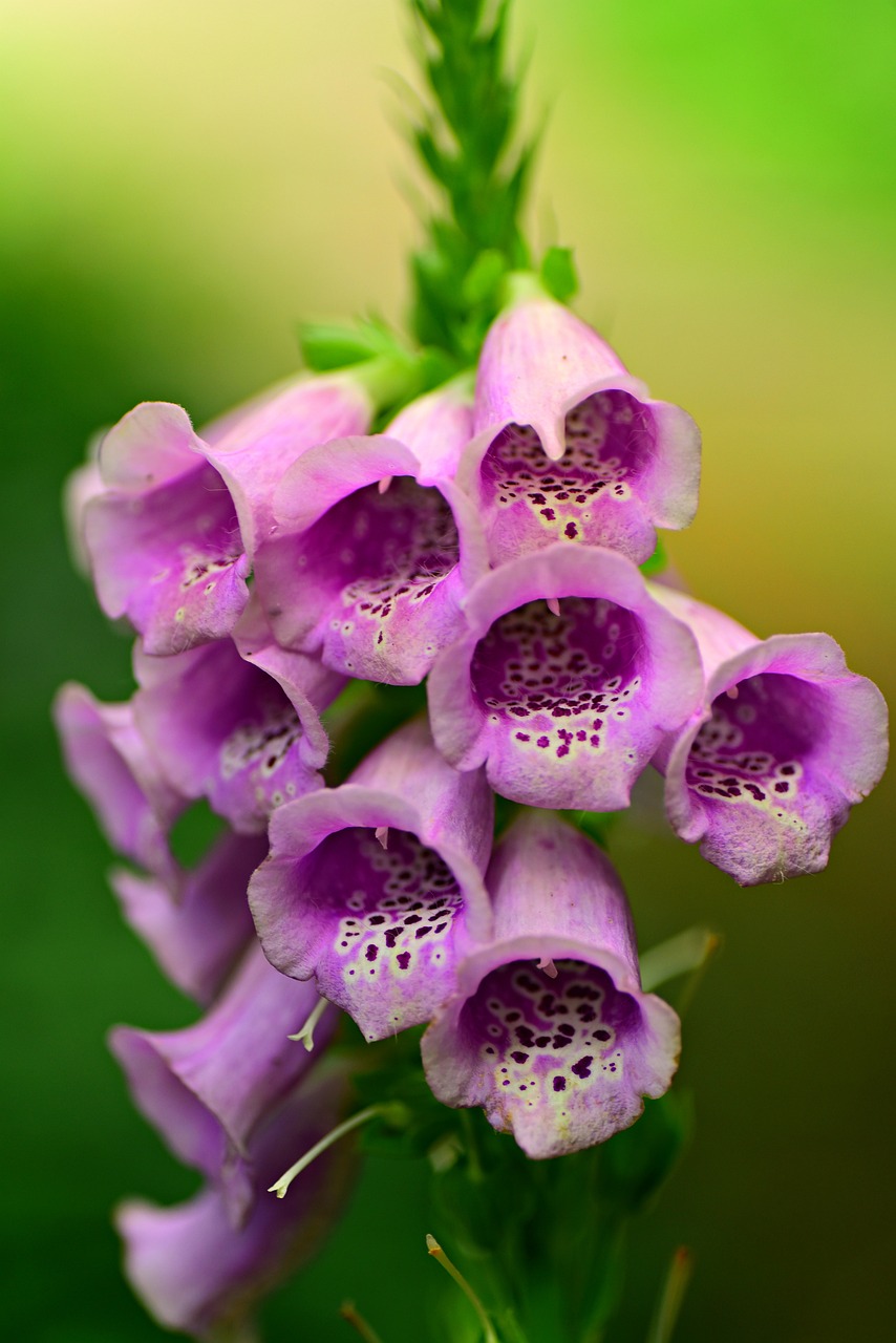 foxglove-guide_2