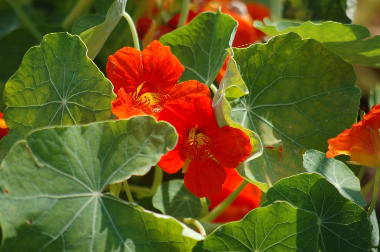 nasturtium-guide_2