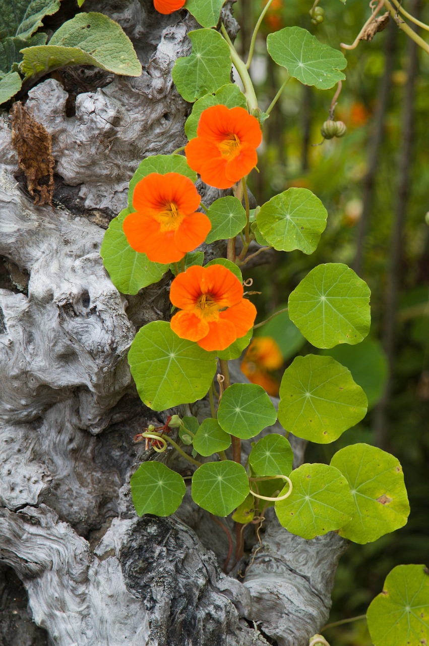 nasturtium-guide_1