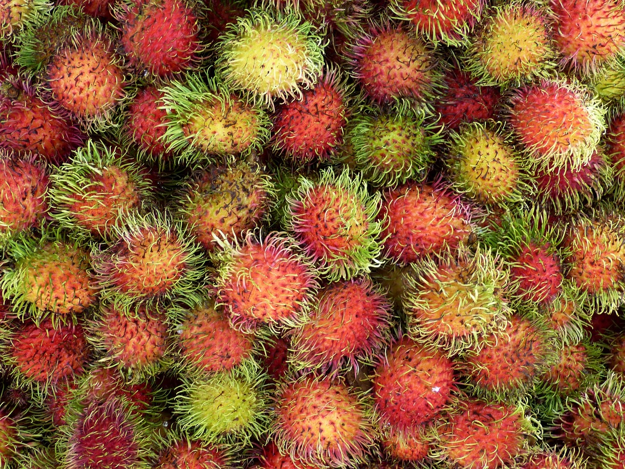 rambutan-guide_2