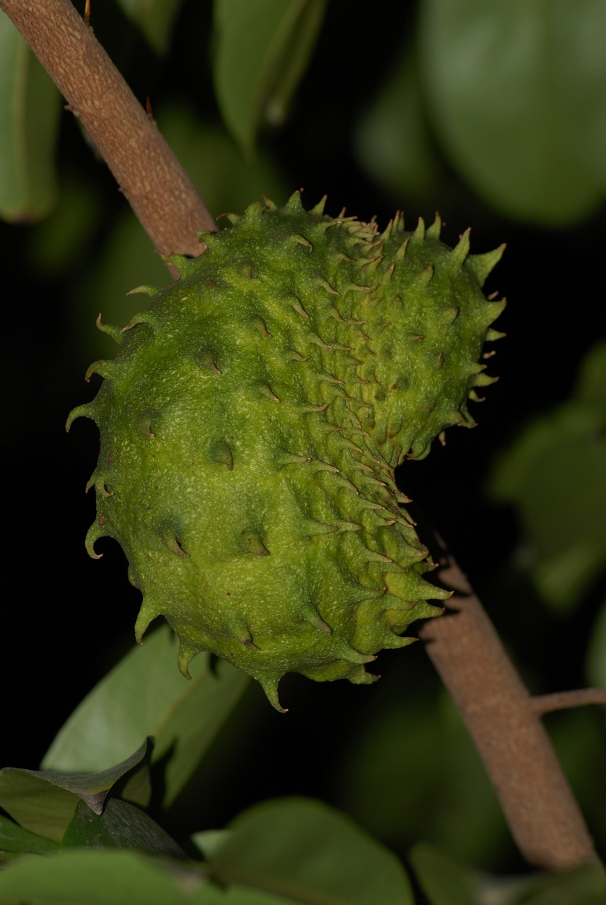 soursop-guide_2