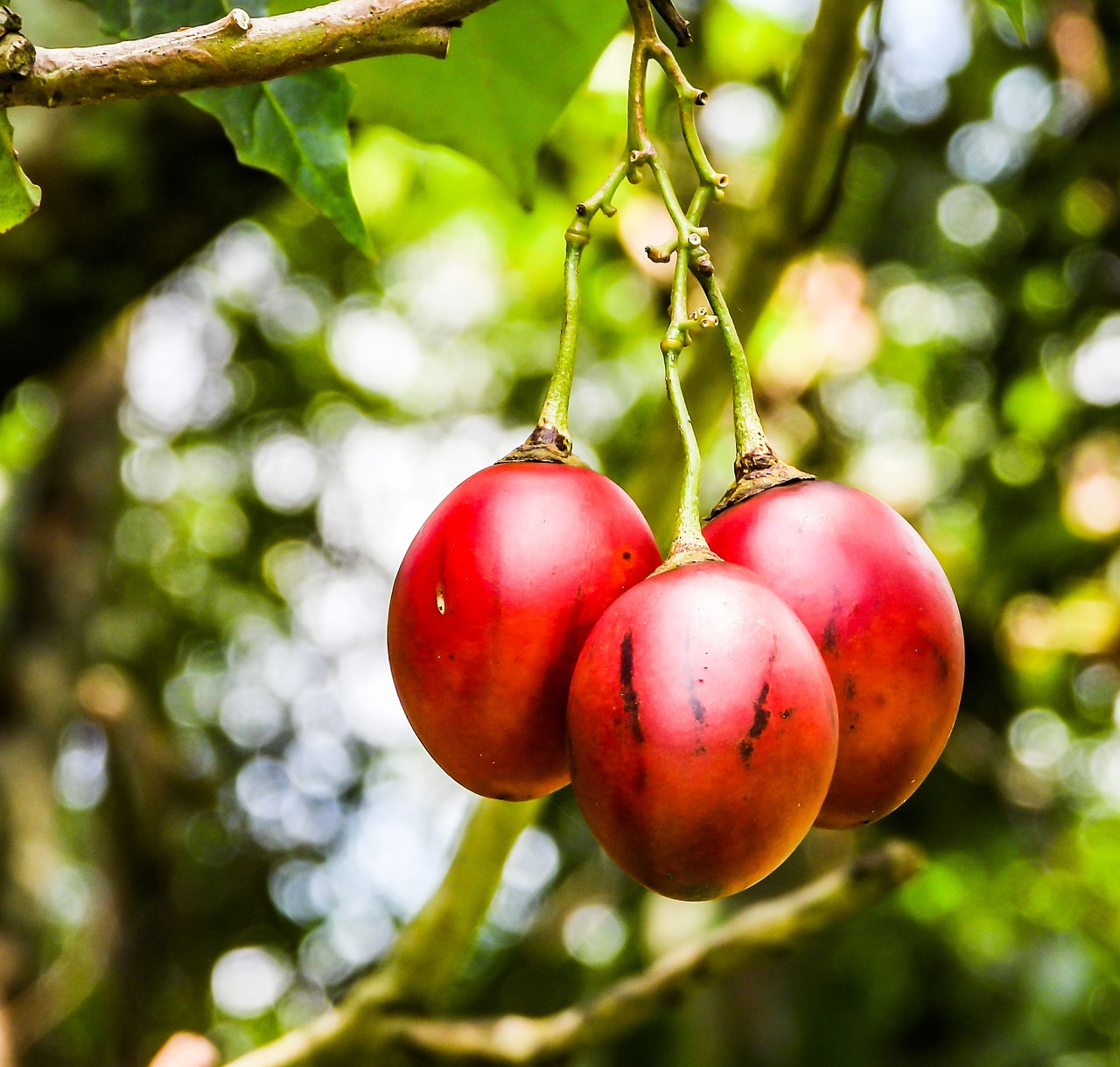 tree-tomato-explained_1