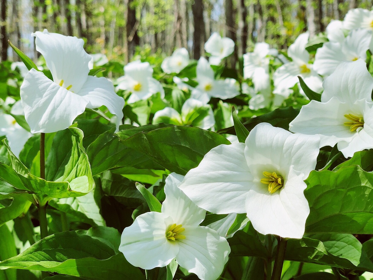 trillium-woodland-flower_2