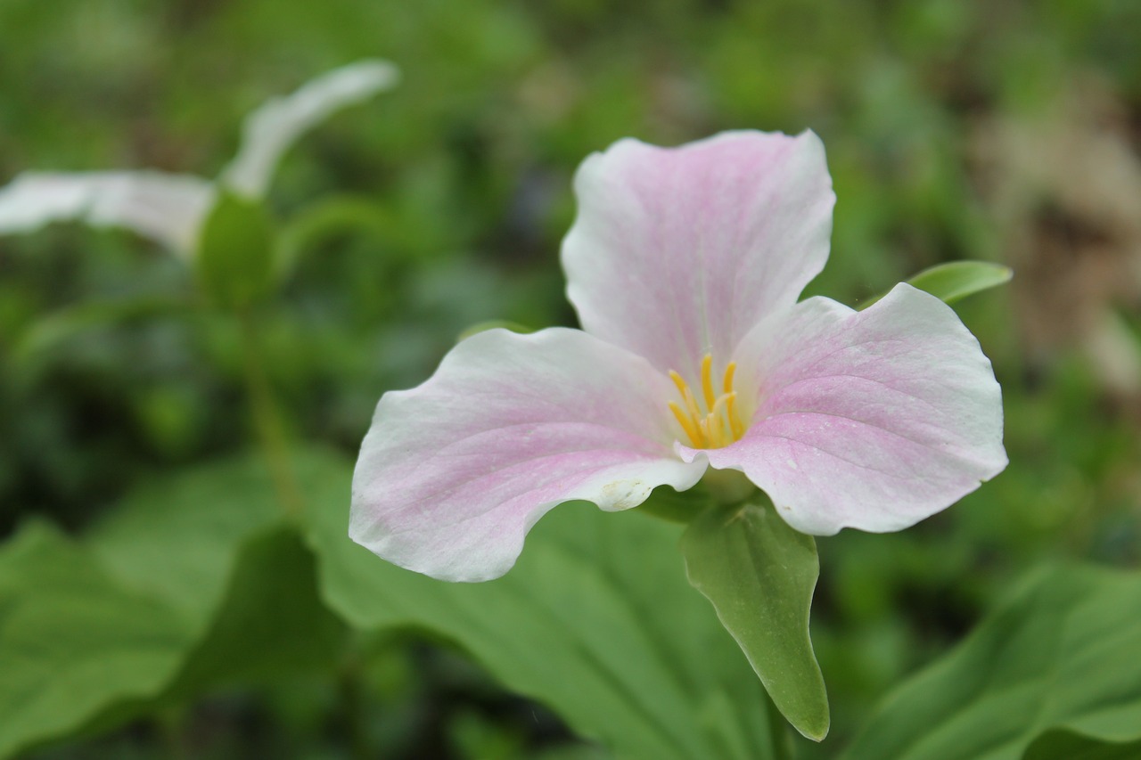 trillium-woodland-flower_1