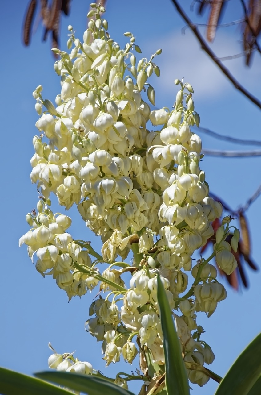 yucca-plant-guide_2