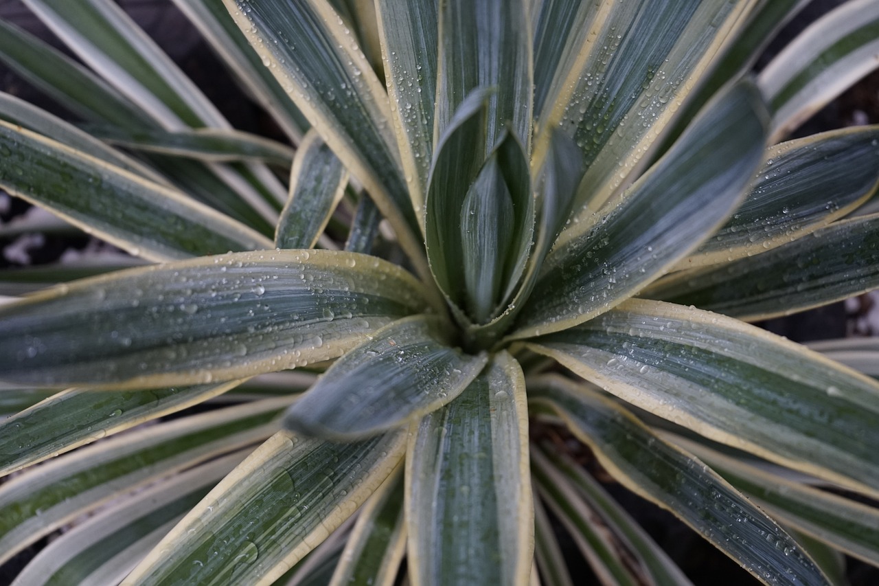 yucca-plant-guide_1