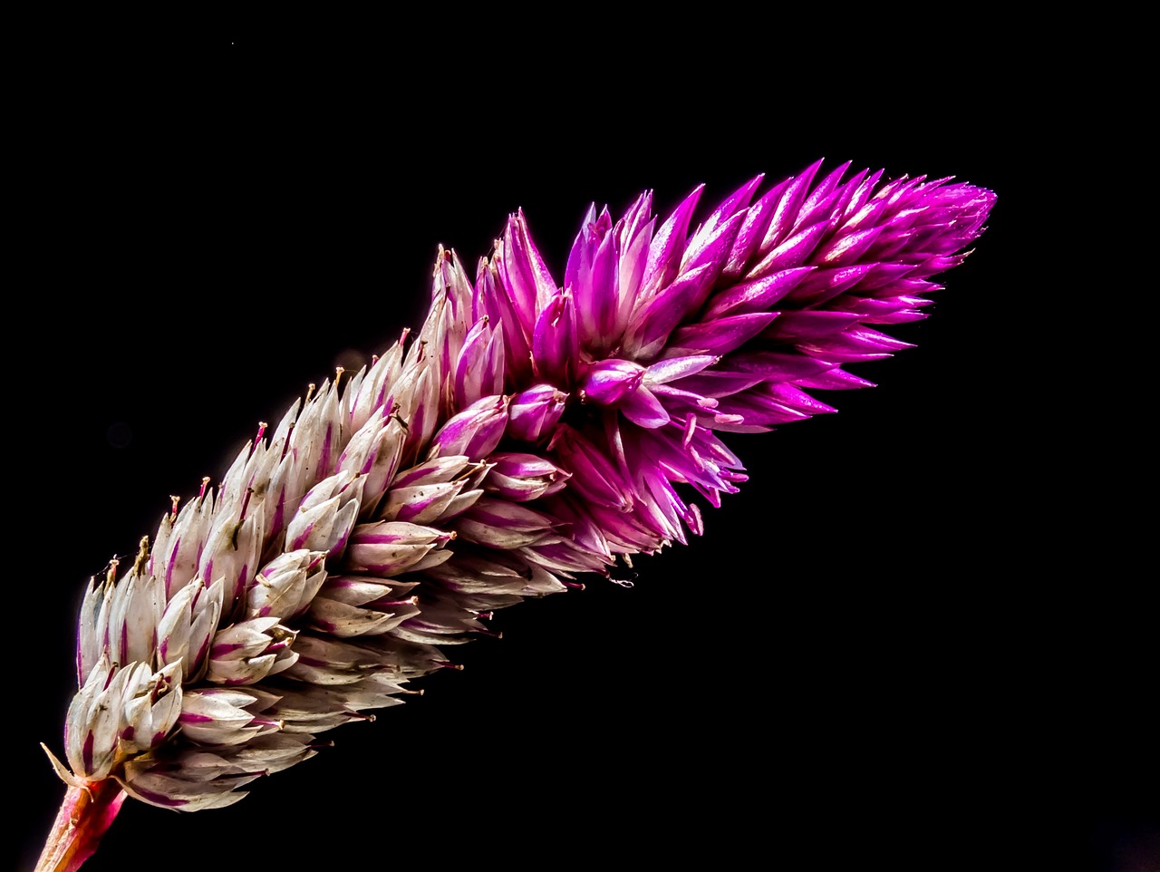 celosia